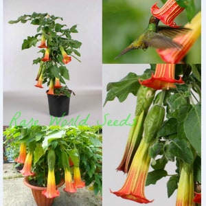 Seeds. Hard to find Brugmansia: 'Dwarf Sanguinea' Scarlet Angel’s Trumpet Only grows 1 to 3 feet tall in a container! BLOOM at 12" TALL!