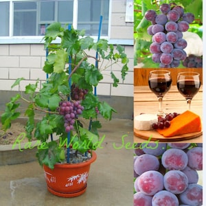 May include: A potted grape vine with purple grapes growing on a trellis. The vine is in a brown pot with a white design. There are two glasses of red wine, a block of cheese, and a plate of grapes on a wooden surface. The text "Rare World Seeds." is visible in the image.
