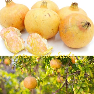 Seeds RARE! Yellow White Pomegranate 'Haku-Botan' Highly Flavorful Fast growing and sweeter! Seeds.