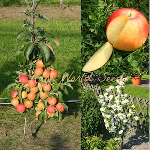 Pode incluir: Uma macieira anã com maçãs vermelhas e amarelas crescendo nela. A árvore está em um jardim com grama verde e uma cerca de madeira. A macieira também é mostrada em flor com flores brancas.