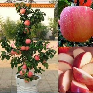 Op de afbeelding: Een kleine appelboom in een witte pot met rode appels die aan de takken groeien. De boom staat in een tuin met een witte muur op de achtergrond. Er is een close-up van een rode appel en een bord met gesneden rode appels.