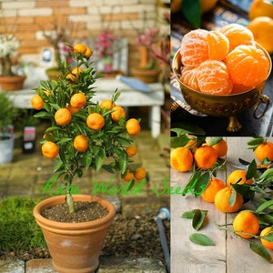 Seeds. Miniature Table Top Mandarin Orange &#39;Gold Nugget’ (Citrus reticulata) Sweet fruits and easy to grow to a 24&quot; Top!