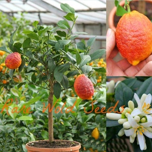 Seeds. RARE And BEAUTIFUL! Citrus Red Lemon 'Limone Rosso' Grows to 3' in a small Container!