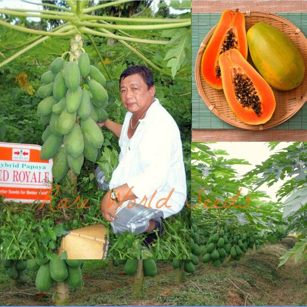 Seeds. Carica Papaya "Red Royale" DWARF Fruits harvested 7 months from planting! The most  disease resistant Variety.