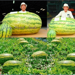 Seeds. GIANT Watermelon 250++ Lbs! ‘Iwanaga Giant’ Rare Japanese cultivar melon from breeder Mr. Masaru Iwanaga. Red Flesh cultivar.
