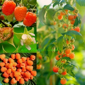 Peut inclure: Un collage d'images présentant des framboises dorées. En haut à gauche, des grappes de baies mûres, en bas à gauche, un tas de fruits. En haut à droite, une vigne avec des baies. Un gros plan d'une fleur est au centre. Le texte "Rare World Seeds" est visible.
