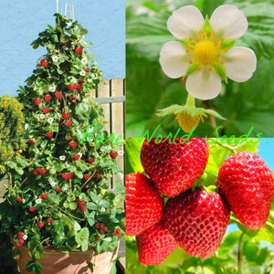 Frön. Jordgubbs 'Skyline' klätterstjälkar OCH frukter från varje löpare! . Klättervariant! - små trädgårdar, uteplatser och balkonger!