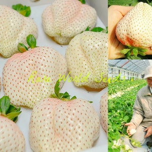 Seeds. Japanese GOURMET Strawberries ‘Yuki Usagi’ (White rabbit) Rich flavor AND aroma A DELICACY!