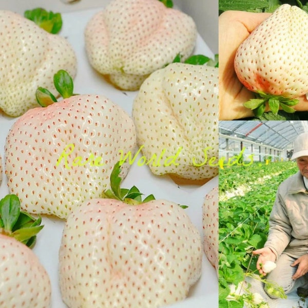 Semillas. Fresas GOURMET Japonesas ‘Yuki Usagi’ (Conejo Blanco) Rico sabor Y aroma ¡UNA DELICACIA!