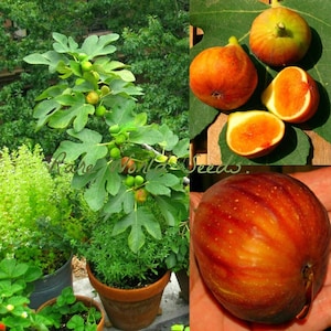 Seeds. VERY RARE French Fig &#39;Madeleine des deux saisons&#39; indoor or outdoor!