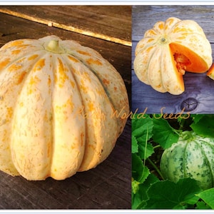 Melón francés 'Délice de la Table' (Mesa de delicias) Variedad antigua que ahora se ha vuelto muy rara. Muy dulce y fragante. Semillas.
