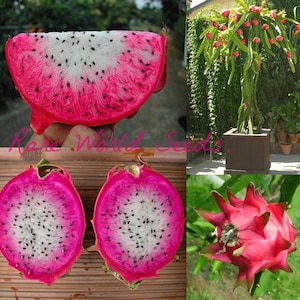 Seeds. EXTRA Rare Dragon Fruit Pitaya Pithaya &#39;Asunta 24&#39; Hylocereus Hybrid! The sweetest &#39;undatus type&#39; Dragon Fruit !! Brix 24!