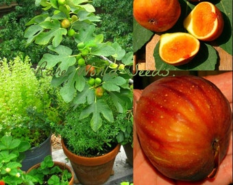 Semi. Fichi francesi 'Madeleine des deux saisons' MOLTO RARI, da interno o da esterno!