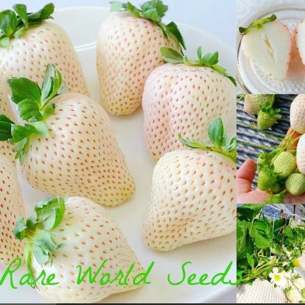 Seeds. Japanese GOURMET Strawberries ‘Tenshi No Mi’ (Fruit of the Angels) Rich flavor AND aroma A DELICACY!