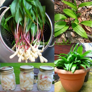 RARE Seeds QUÉBEC Canada, Wild Garlic! Ramson Allium tricoccum &#39;Ail des Bois&#39; Far superior from the variety that is native from Europe/Asia.