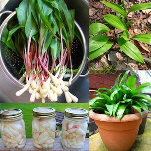 RARE Seeds QUÉBEC Canada, Wild Garlic! Ramson Allium tricoccum 'Ail des Bois' Far superior from the variety that is native from Europe/Asia.