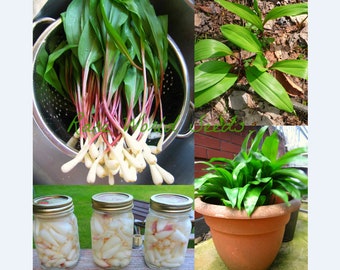 RARE Seeds QUÉBEC Canada, Wild Garlic! Ramson Allium tricoccum 'Ail des Bois' Far superior from the variety that is native from Europe/Asia.