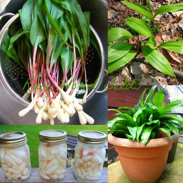 RARE Seeds QUÉBEC Canada, Wild Garlic! Ramson Allium tricoccum 'Ail des Bois' Far superior from the variety that is native from Europe/Asia.