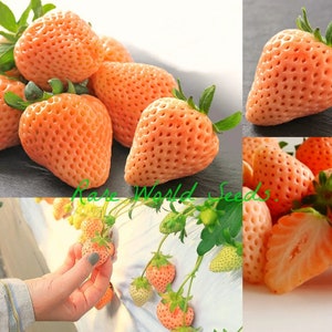 Seeds. Japanese GOURMET Strawberries ‘Momo Ichigo’ (Peach Strawberry) Rich flavor AND aroma A DELICACY!