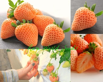 Seeds. Japanese GOURMET Strawberries ‘Momo Ichigo’ (Peach Strawberry) Rich flavor AND aroma A DELICACY!