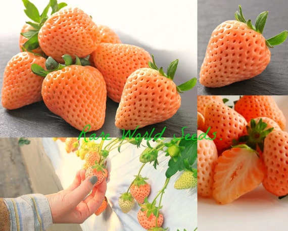 Seeds. Japanese GOURMET Strawberries 'momo Ichigo' (peach Strawberry) Rich  Flavor AND Aroma A DELICACY! - Etsy Hong Kong