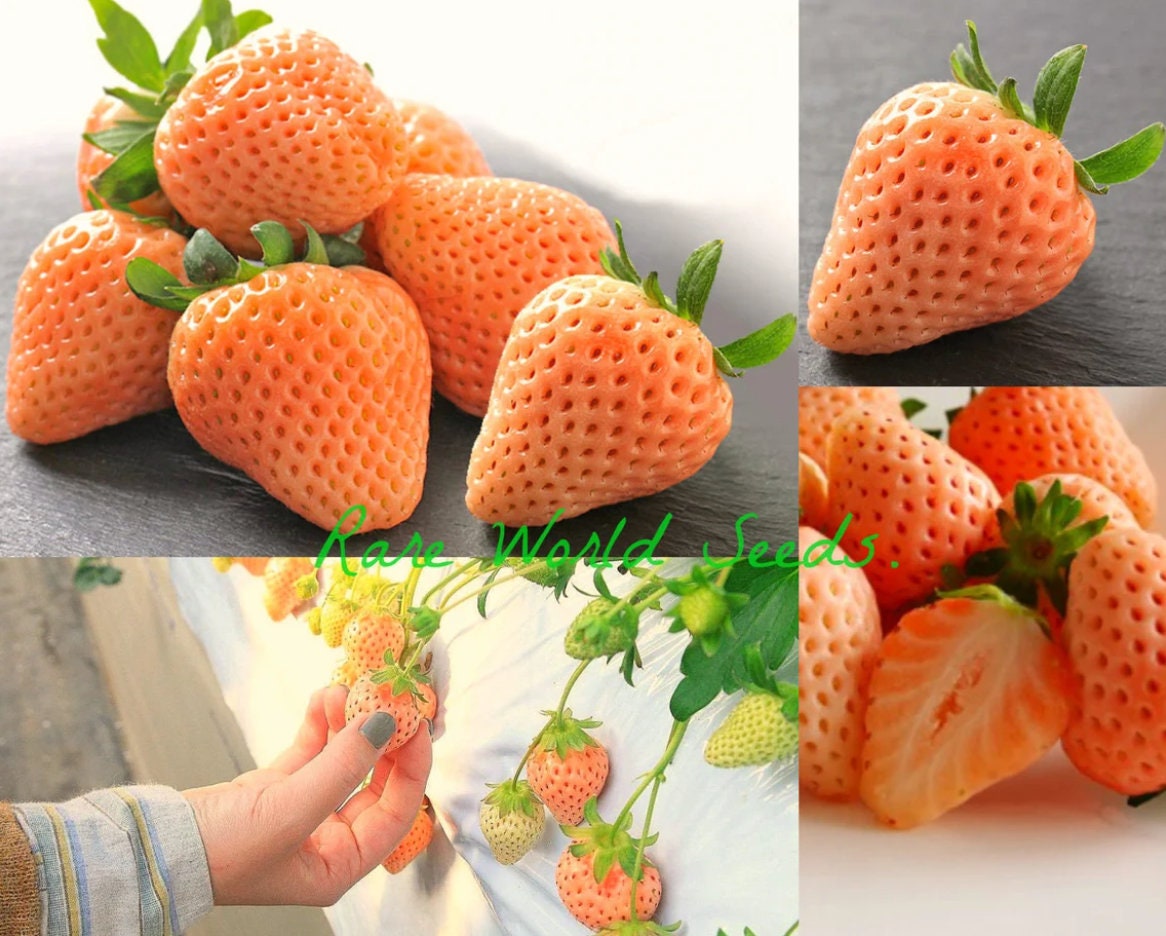 Seeds. Japanese GOURMET Strawberries 'momo Ichigo' (peach