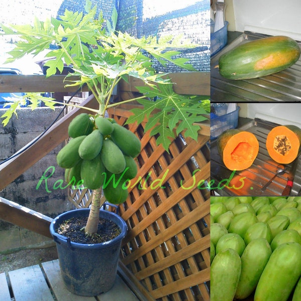 Seeds. NEW Variety: 'Carinosa' Papaya very sweet fruits Big Producer-Mini Tree! this variety loves to be grown in Pots.