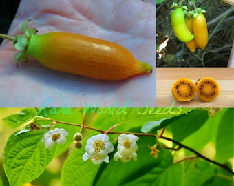 Seeds. Very easy to grow in a container! Pitaya Dragon fruit 'Nadia' SWEET 18% Brix. DWARF It won't grow past 3 feet.