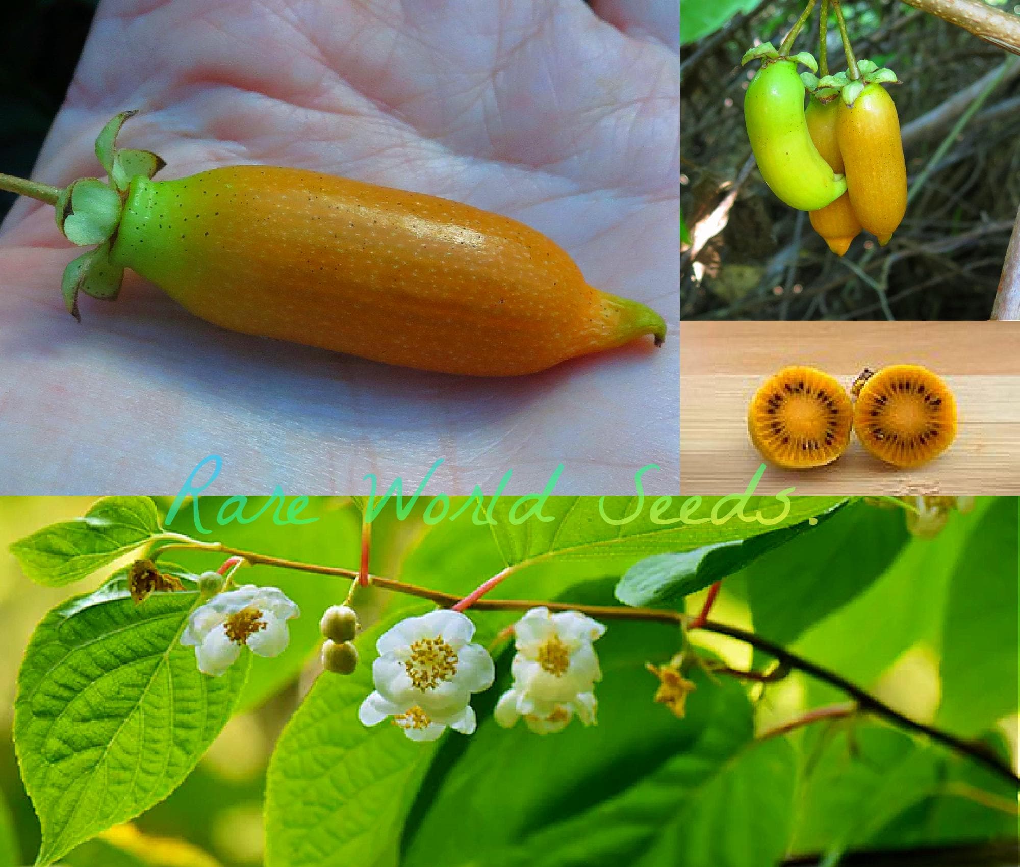 RARE: Pack of 10 Seeds, Kiwi 'silver Vine' (actinidia Polygama