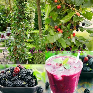 Semi. Gelso nano &#39;Charlotte Russe&#39; Mojo Berry (Morus nigra) Ideale per piccoli giardini e vasi da patio!
