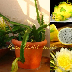 May include: A yellow dragon fruit plant in a terracotta pot with a yellow dragon fruit flower and a cut open yellow dragon fruit with black seeds. The text "Rare World seeds." is written on the pot.