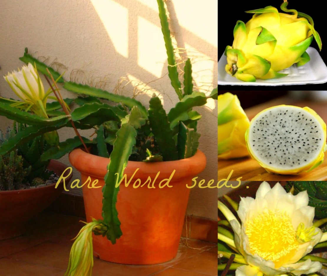 Seeds. RARE 'golden Dragon' Dwarf Yellow Dragon Fruit Pitaya