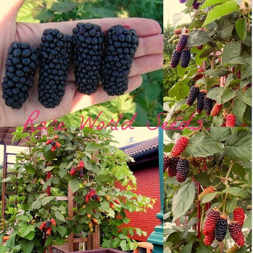 Seeds. NEW RARE Blackberries variety - 'karakaberry' 'Karaka Black' blackberry hybrid . HUGE Berries!