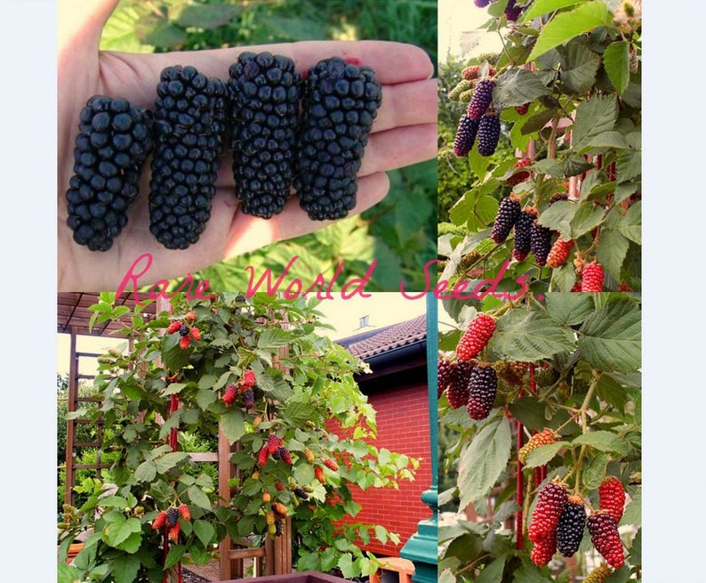 Seeds. NEW RARE Blackberries variety 'karakaberry' 'Karaka Black' blackberry hybrid . HUGE Berries image 1