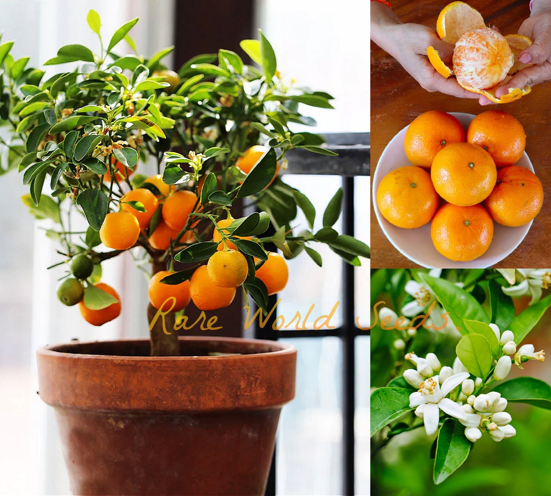 Citrus Clementine 'nules' citrus X Clementina the Most Popular