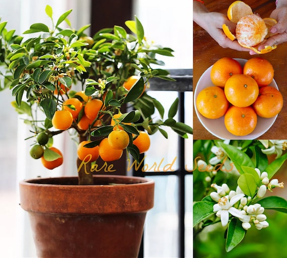 mini plant in pot Pothos Mini Mint