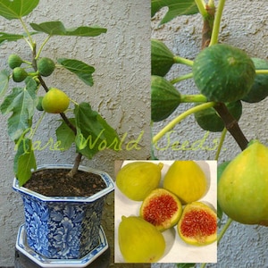 Peut inclure: Un petit figuier dans un pot en céramique bleu et blanc avec des feuilles vertes et des figues jaunes. L'arbre est sur une surface blanche. Il y a aussi des images rapprochées de figues jaunes.