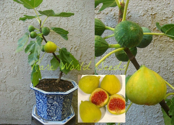 Samen. SUPER ZWERG angebaut Früchte werden drinnen oder - caricaschöne \'Wüstenkönig\' Österreich Feige SELTEN Etsy Kann draußen Ficus