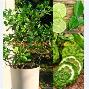 Seeds. Mini KAFFIR Lime, Grows To 2-4' in pot! The leaves and rind have a perfume unlike any other citrus! Can be grown indoor or outdoor! .