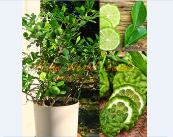 Graines. Mini KAFFIR Lime, pousse jusqu'à 2-4' en pot ! Les feuilles et l’écorce ont un parfum qui ne ressemble à aucun autre agrume ! Peut être cultivé en intérieur ou en extérieur ! .