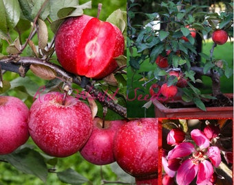 Seeds. Unique Apple tree! 'Baya Marisa' Self-fertile! fruit has red flesh with a delicious sweet slightly acidic, very aromatic flavor!