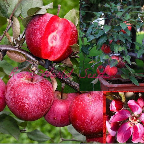 Seeds. Unique Apple tree! 'Baya Marisa' Self-fertile! fruit has red flesh with a delicious sweet slightly acidic, very aromatic flavor!