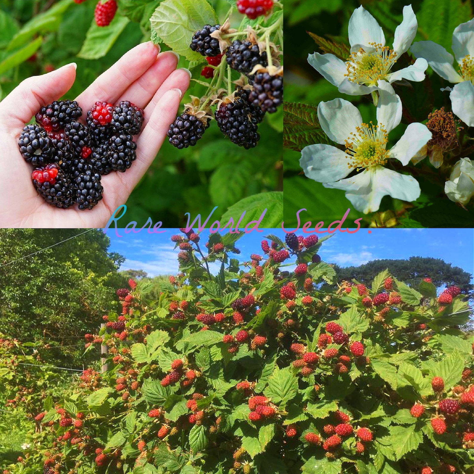 Australian Blackberry silvanberry Masses of Large, Shiny Black Berries Attractive Flowers