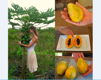 15 graines 1 Sac Papaye HOLLAND Tree Seeds pousse Fruits Graines Plantation Chia Tai