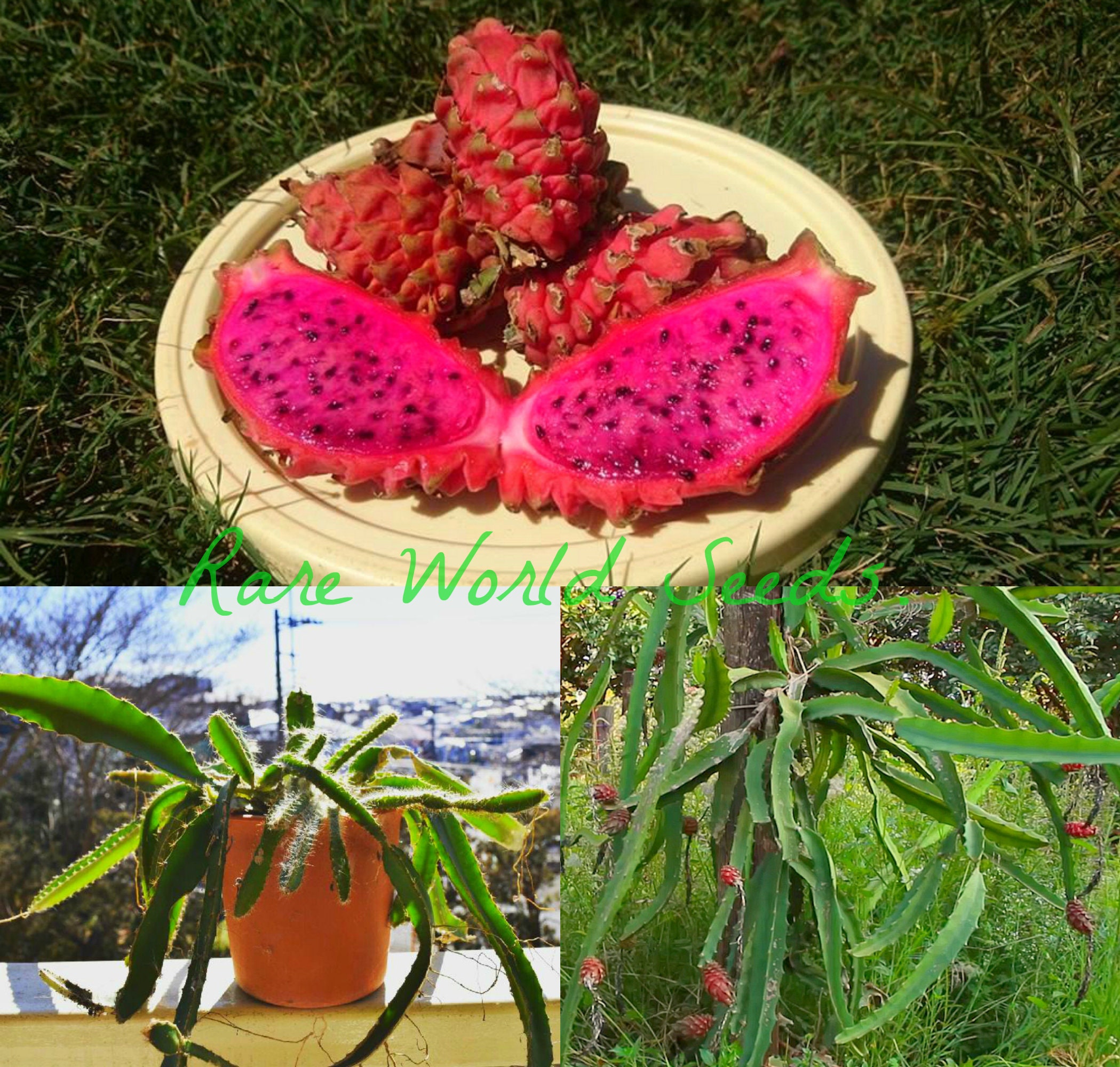 Seeds New Super Sweet Pitaya Desert King Etsy Seeds New Super Sweet Pitaya Desert King Etsy