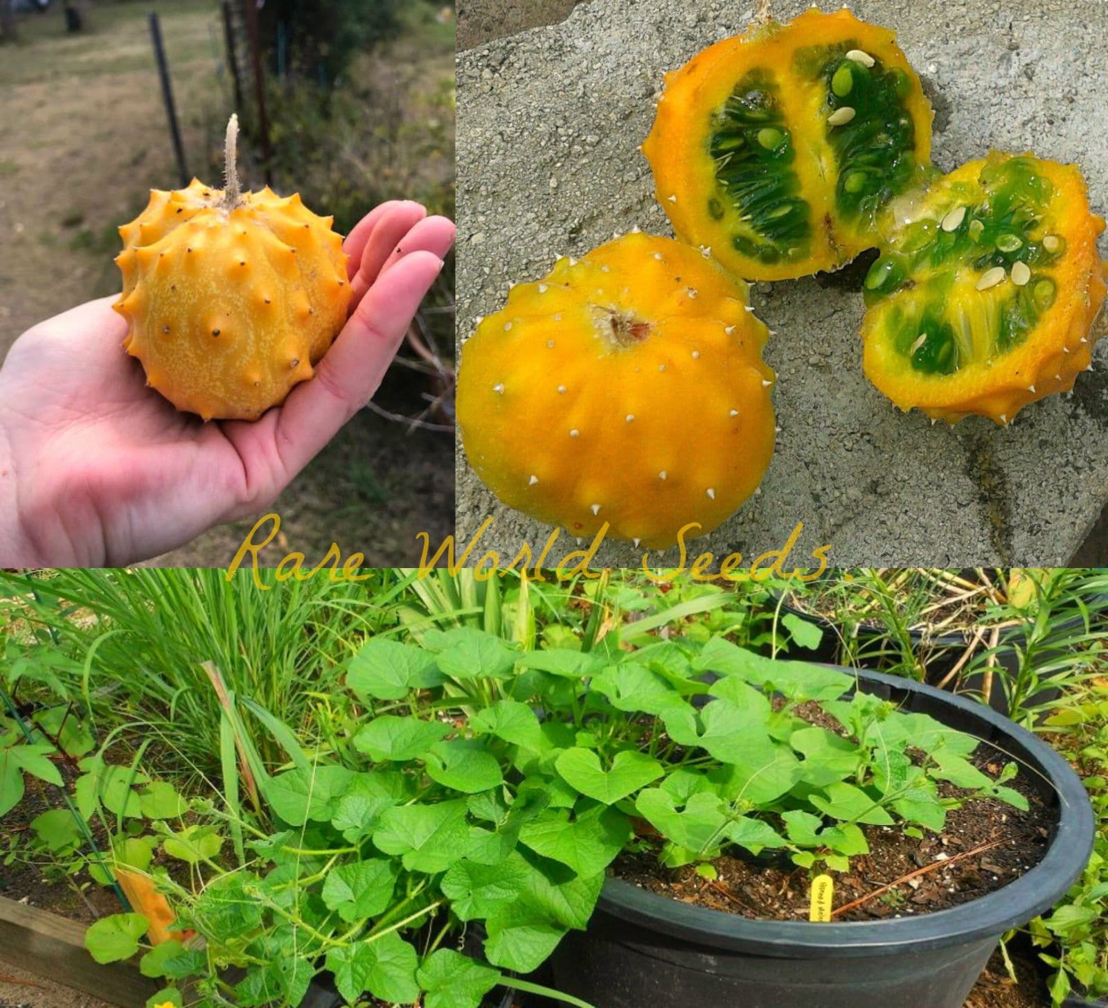 Seeds Kiwano Rare round fruit 'Redondo' Jelly Melon Etsy