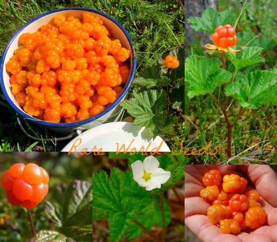 Seeds Rare And Special Cloudberry Rubus Chamaemorus Artic Etsy