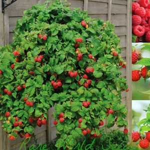 Op de afbeelding: Een hangmand vol rijpe rode frambozen en weelderig groene bladeren. De afbeelding bevat close-ups van de bessen, die hun levendige kleur en textuur laten zien. De tekst "Rare World Seeds" is zichtbaar aan de onderkant.