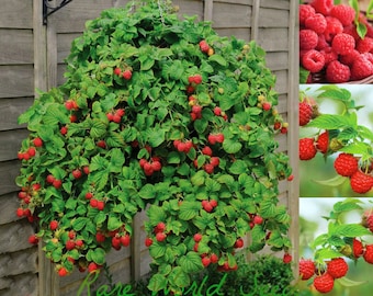 Seeds. UNUSUAL! Trailing raspberry 'Ruby Falls' (Rubus idaeus) Hanging basket raspberries! Sweet little fruits!