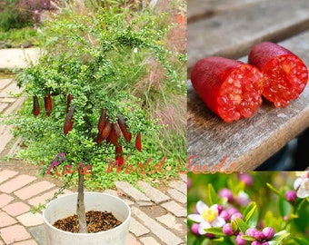 Hard to find Seeds: DWARF Red Finger Lime ‘Red Champagne’ Citron Caviar (Citrus australasica sanguinea) Grows to 2-4' in a Pot! Unique!